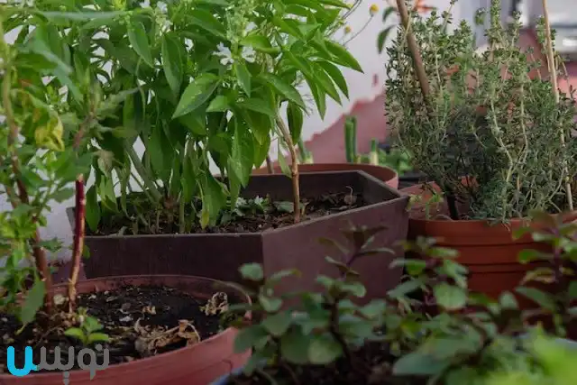 بهترین کودها برای گیاهان آپارتمانی کدامند؟