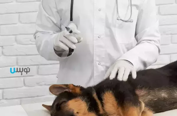 تزریق انسولین برای سگ دیابتی