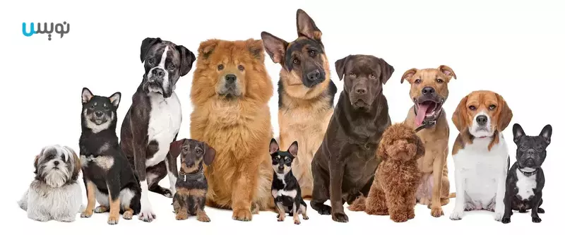 باهوش ترین نژاد های سگ