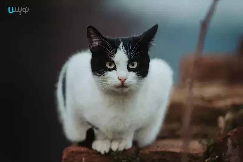 بهترین نژاد گربه سیاه و سفید