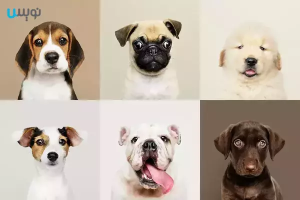 10 تا از اجتماعی ترین نژادهای سگ