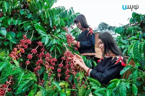 ویتنام تولید کننده بزرگ قهوه