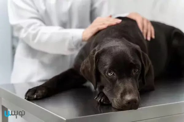 درمان سگ افسرده