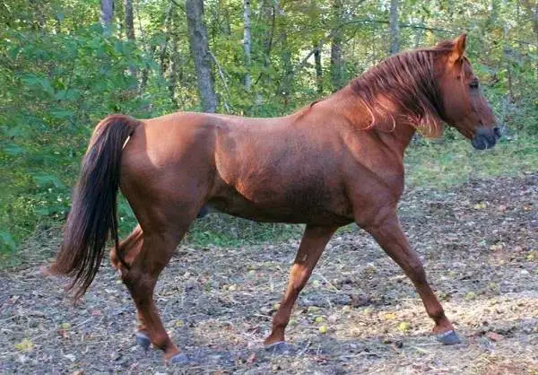اسب تروتر اسپانیایی