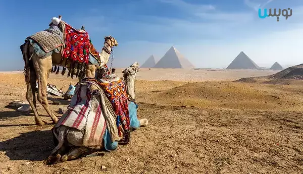شتر سواری در اهرام ثلاثه مصر