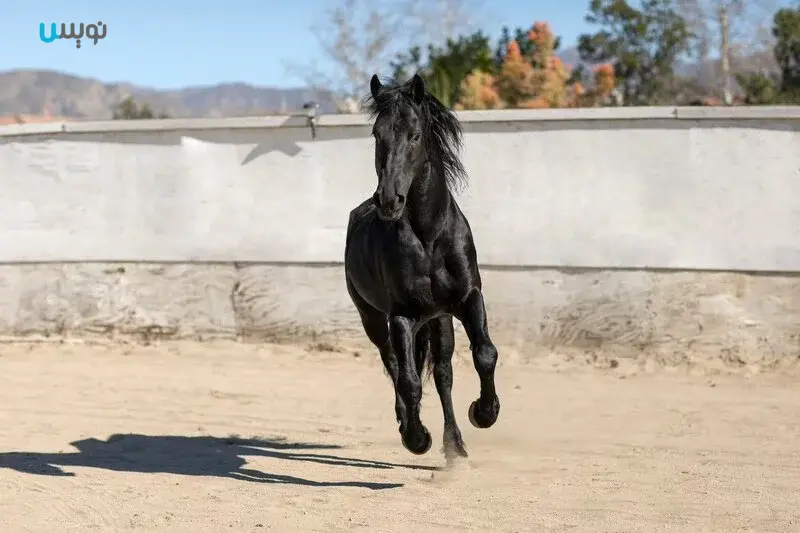 نژاد برتر اسب اسپانیایی