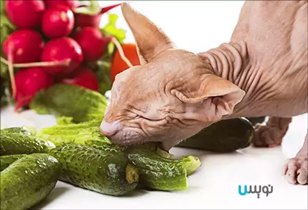 سبزیجات برای گربه