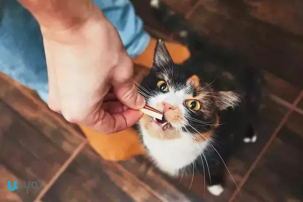 آیا باید به یک گربه غذای انسان بدهید