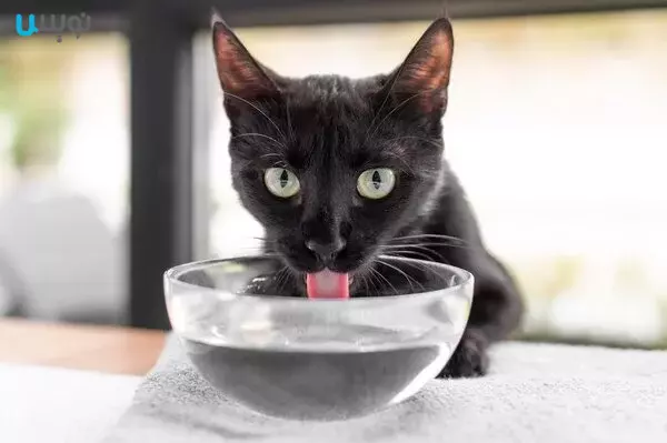 آب به جای شیر به گربه