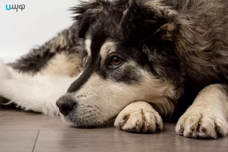 افسردگی سگ | علائم، علل و درمان