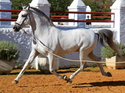 اسب اسپانیایی-ارابه