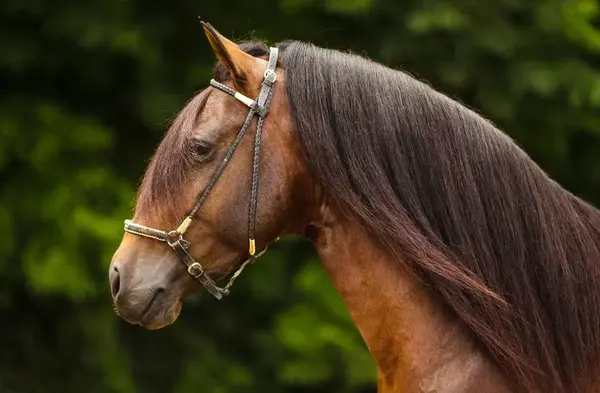 اسب اسپانیایی پاسو فینو