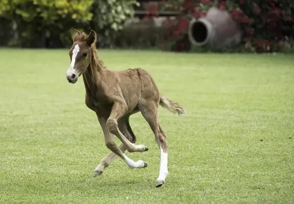 اسب اسپانیایی پاسو پرو