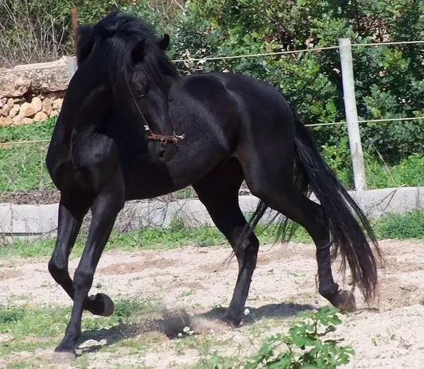 اسب اسپانیایی مالورکین