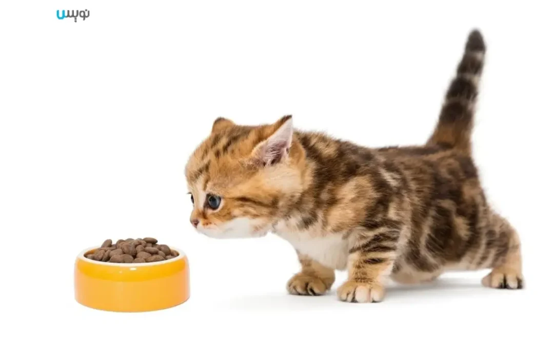 بهترین راهنمای تغذیه گربه ها