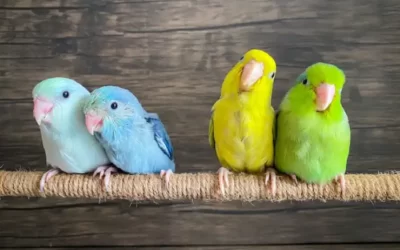 12 تا از بهترین پرنده های خانگی