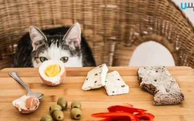 16 غذای سمی برای گربه ها که باید بدانید!