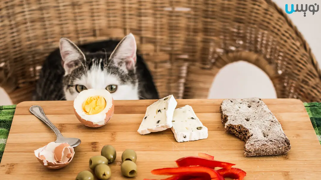 16 غذای سمی برای گربه ها که باید بدانید!