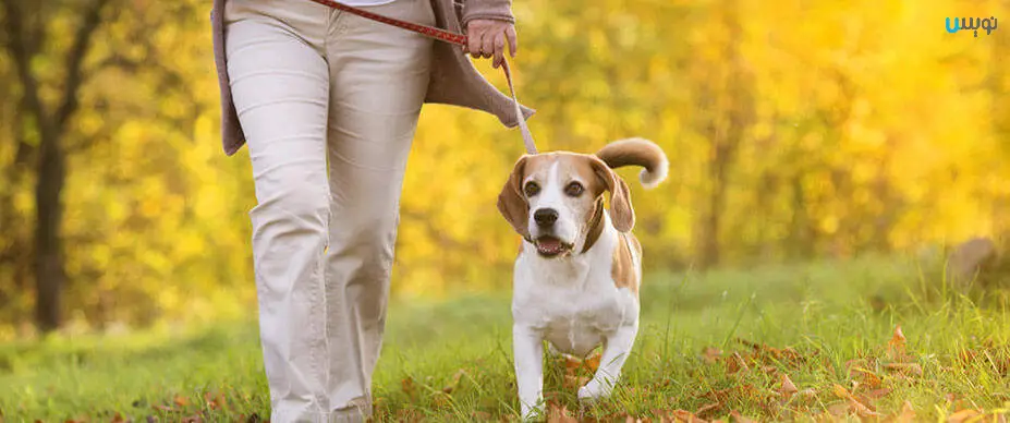 10 نکته برای پیاده روی سگ در فضای باز