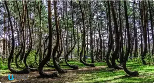جنگل کج – گریفینو، لهستان
