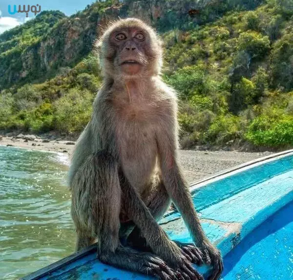 در تایلند از میمون های دیوانه دوری کنید