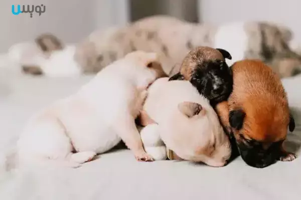 خواب سگ ها