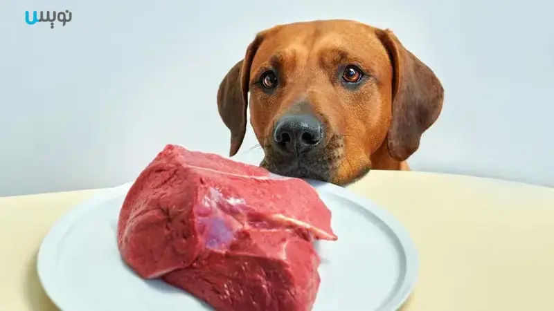 آیا سگ ها می توانند گوشت خام بخورند؟