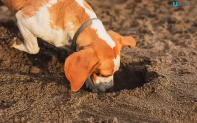 دلایل خاک خوردن سگ ها