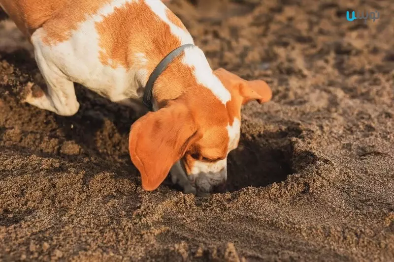 خاک خوردن سگ