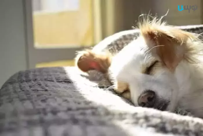 بهترین مقدار خواب سگ ها در طول روز چند ساعت است؟