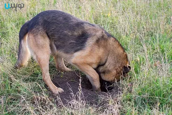 چرا سگ من خاک می خورد