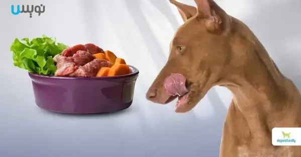گوشت خام برای سگ 