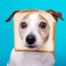 سگ ها می توانند نان بخورند