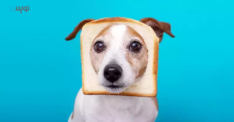 آیا سگ ها می توانند نان بخورند؟