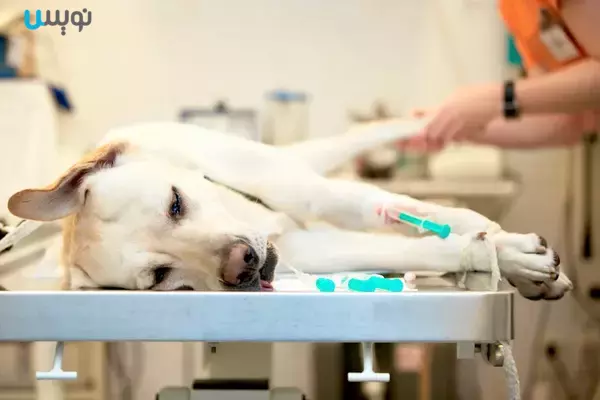 درمان کم کاری تیروئید در سگ ها
