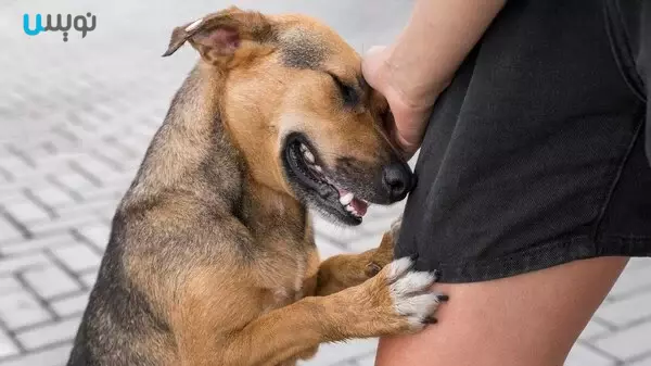 بهبود و مدیریت تشنج در سگ ها