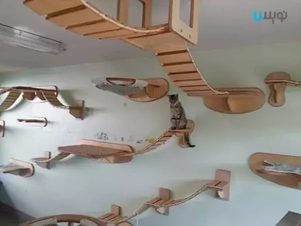 سیستم حمل و نقل گربه