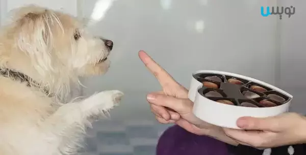 علائم سمیت شکلات در سگ ها