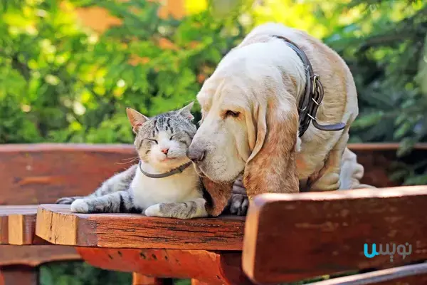 بهترین نژاد سگ برای افرادی که گربه نیز دارند: Basset Hound