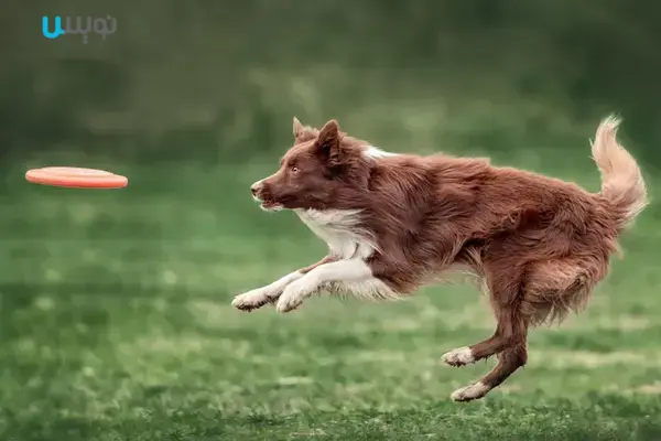 بهترین نژاد سگ برای مسابقات چابکی: Border Collie
